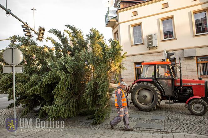 Gorlice: Na rynku już stoi choinka. Jest piękna. MUSISZ ją zobaczyć