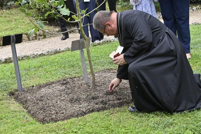 Tulipany Jana Pawła Drugiego w watykańskich ogrodach 