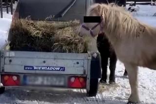 Kuce z Ady kradną sianko