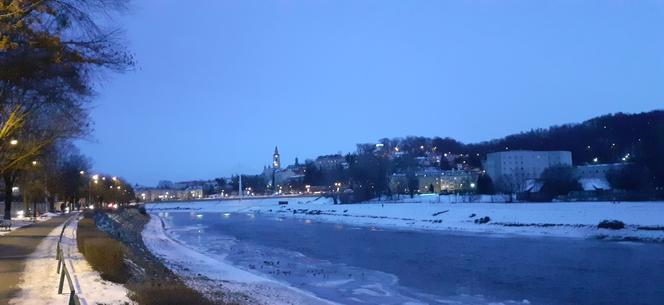 Dzikie kaczki nad Sanem w Przemyślu