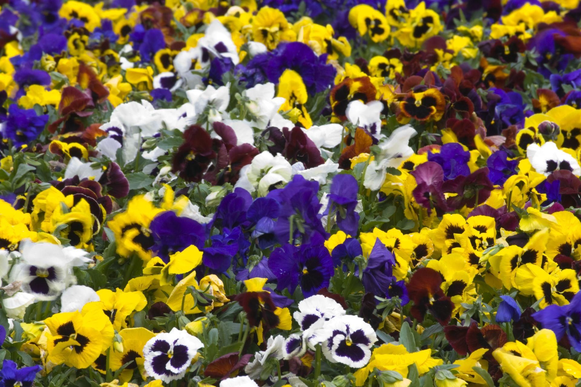 Sekret bujnych bratków: Pokrój, zalej i podlej – kwitną do jesieni - rozrywka news from Radio ESKA