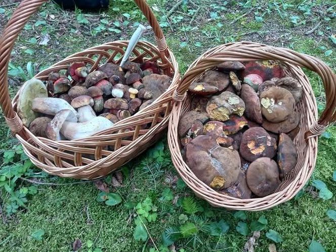 Taaaakie grzybobranie w Świetokrzyskiem. Królują borowiki szlachetne i ceglastopore