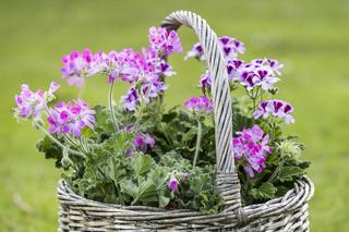 Rośliny odstraszające komary. Zdjęcia