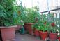Pomidory na balkonie - odmiany, pielęgnacja i uprawa pomidorów na balkonie
