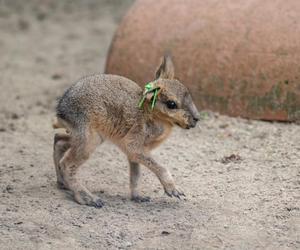 To nie królik ani zając. We wrocławskim zoo można oglądać urocze mary patagońskie