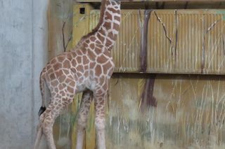 Żyrafka w zamojskim zoo