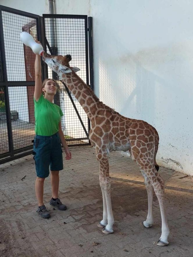 Warszawskie ZOO. Żyrafa Pietruszka