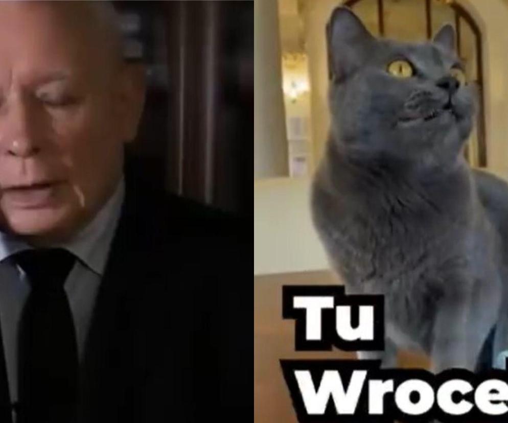 Jacek Sutryk odpowiada na spot kontrowersyjny spot PIS-u. Kot Wrocek głównym bohaterem parodii 