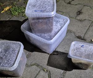 Koszmarne znalezisko w Krakowie. Żywe, jadowite pająki w koszu na śmieci!