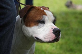 Agresywny amstaff rzucił się na policjantów. Funkcjonariusz sięgnął po broń
