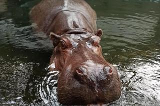 Hipopotamica Pelagia kończy 37 lat. To najstarszy hipopotam w Polsce