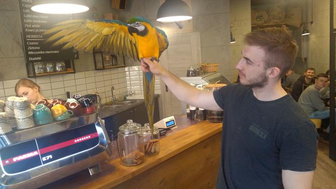 Parrot Coffee