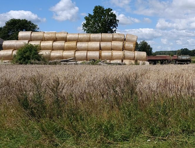 Tragiczne żniwa na Mazowszu. Rolnik wciągnięty przez maszynę.