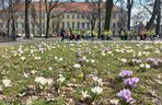 W Parku Kościuszki w Lesznie powitano wiosnę