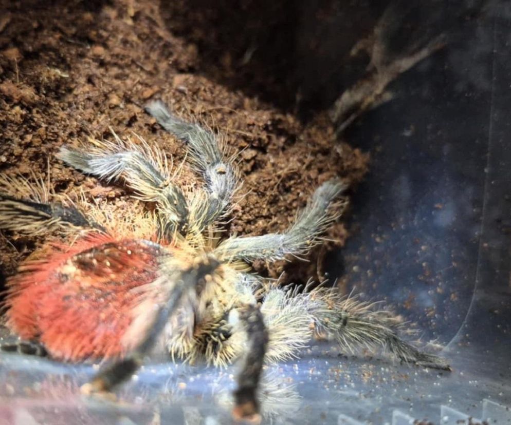 Otworzył kosz na śmieci i zamarł! Odkrycie jak z horroru w Krakowie