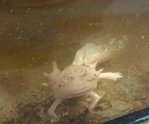 Zapomniany w akwarium, walczył o życie. Historia Zenka, aksolotla ze Świętochłowic, i jego Smoczej Mamy
