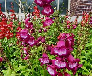 Penstemon 