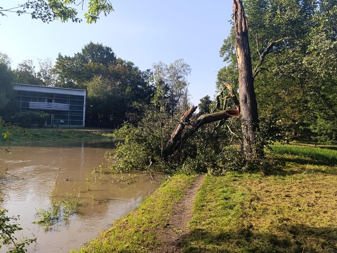 Stan rzeki Ślęza cały czas się podnosi. Przekroczono już stan alarmowy. Jak wygląda sytuacja?