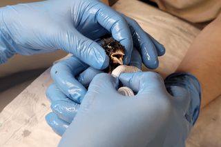 Pułapki, które zabijają zwierzęta. Ekostraż chce zakazu sprzedaży lepów