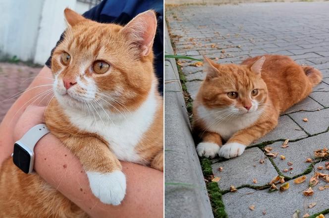 Garfield szybko zdobył należne mu miejsce w komendzie Straży Miejskiej w Świdniku