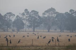 Miliard zwierząt spłonęło w Australii 