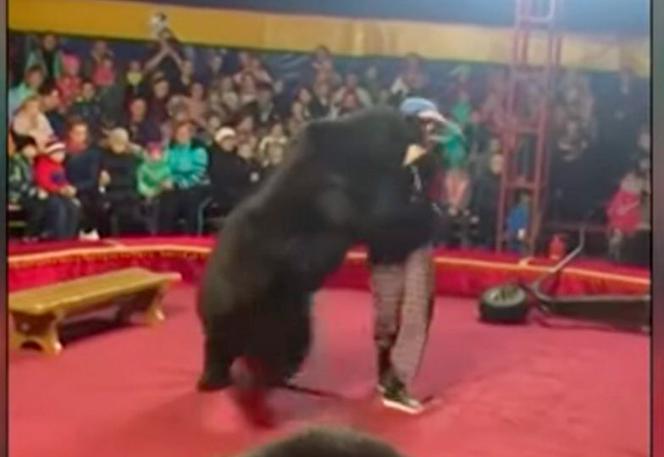 Niedźwiedź zmasakrował trenera w cyrku! Szokujący film 