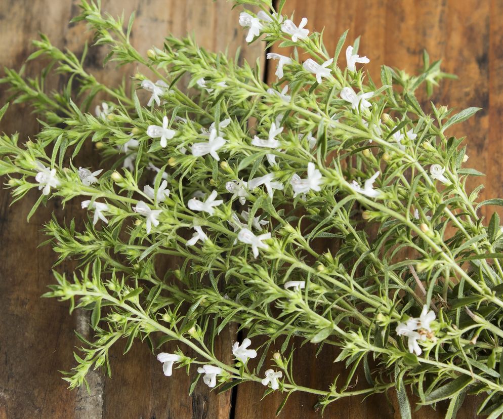 Cząber - właściwości zdrowotne i zastosowanie