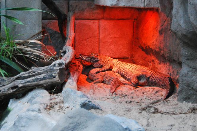 Poznańskie ZOO organizuje pokazy karmienia krokodyli! [WIDEO] Poznaniacy są zachwyceni!