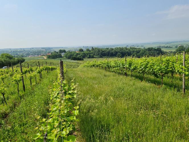 Dariusz Rosół. Pierwszy winiarz w Polsce, który może robić wino mszalne