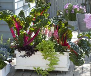 Warzywa i kwiaty na balkonie