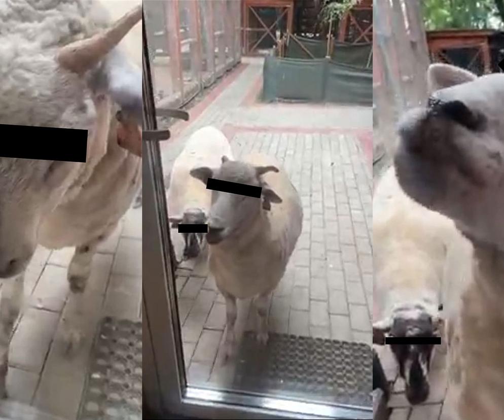 Owce szturmują drzwi, żeby ukraść sianko