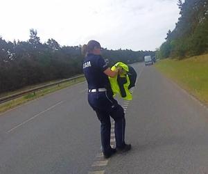 Wyjątkowa interwencja bydgoskich policjantów. Zatrzymali się, bo dostrzegli drapieżnego ptaka [FILM]