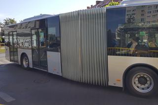 Pierwszy kurs autobusu przegubowego w Grudziądzu