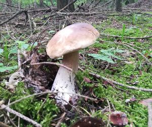 Taaaakie grzybobranie w Świetokrzyskiem. Królują borowiki szlachetne i ceglastopore