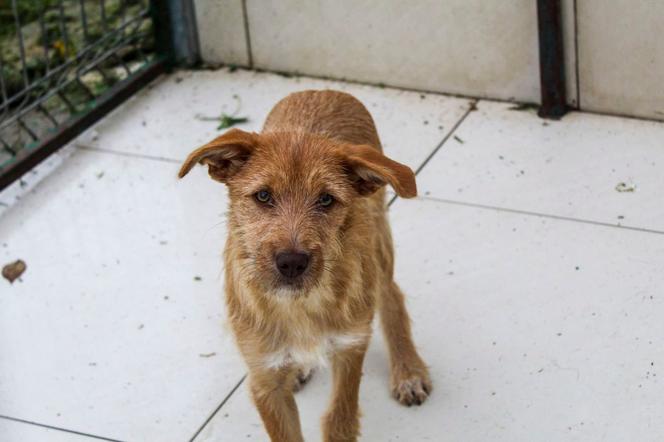 PSIEprowadzki, czyli kolejna akcja schroniska w Bełchatowie promująca adopcje zwierząt