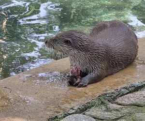 Pokazowe karmienie w myślęcińskim zoo to prawdziwy hit! Sprawdziliśmy to na miejscu