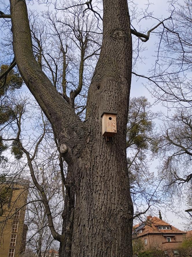 Wiosna w Gdańsku. Kwitną pierwsze drzewa i kwiaty. Zobaczcie nasze zdjęcia!