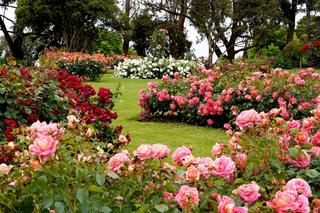 Rosarium, czyli ogród różany - jakie róże wybrać?