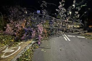 Totalna katastrofa pogodowa. Wiatr wyrywa drzewa z korzeniami. Urywa głowy!