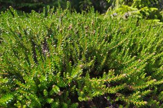 Bażyna – ciekawa roślina wrzosowata. Jak uprawiać bażynę w ogrodzie?