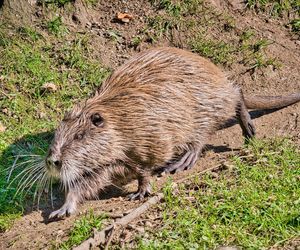 Nutrie w Rybniku jednak przeżyją?