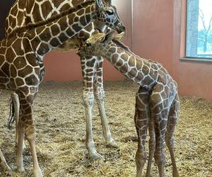 Żyrafa Lilo urodzona w chorzowskim zoo