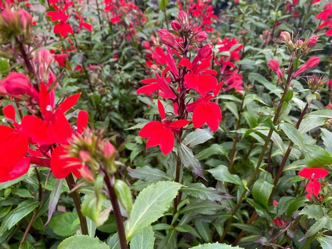 Lobelia szkarłatna