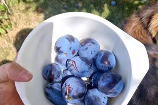 Sad ojca Marcina i Rafała Mroczka (Piotrek i Paweł w M jak miłość)