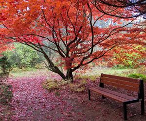Arboretum w Rogowie