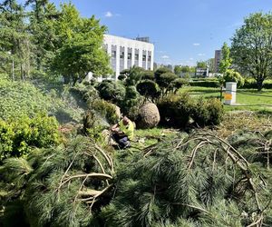 Pionowy lat w Katowicach na budynku Damrota Garden