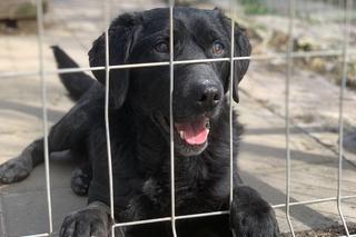 Ślepaczek czeka na dom w schronisku w Zamościu