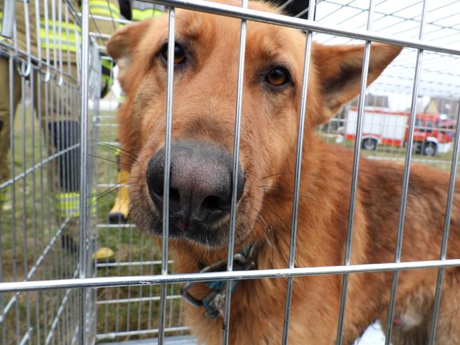 Udana akcja na rozlewiskach pod Łomżą. Błąkający się pies został uratowany! [FOTO]