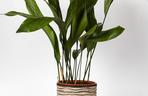 Aspidistra wyniosła