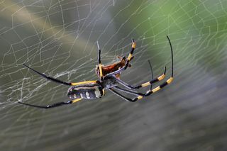 Zrozum, nie zabijaj. Dzień pająka na Wydziale Biologii UwB